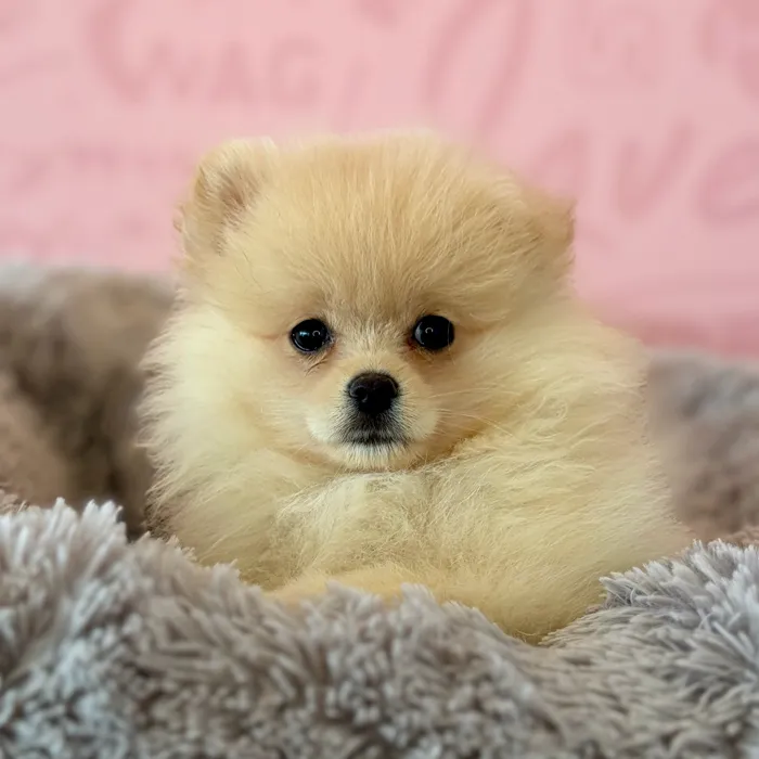 Male Pomeranian puppy named Butter Pecan for sale at Waggles Dayton.