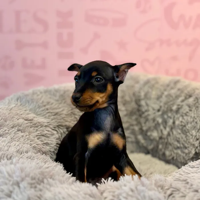 Female Min Pin puppy named Blue for sale at Waggles Dayton.