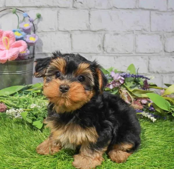 Male Yorkie puppy named General for sale at Waggles Dayton.