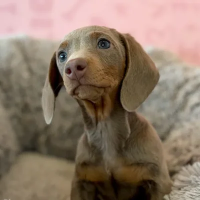 Female Dachshund puppy named Pineapple for sale at Waggles Dayton.