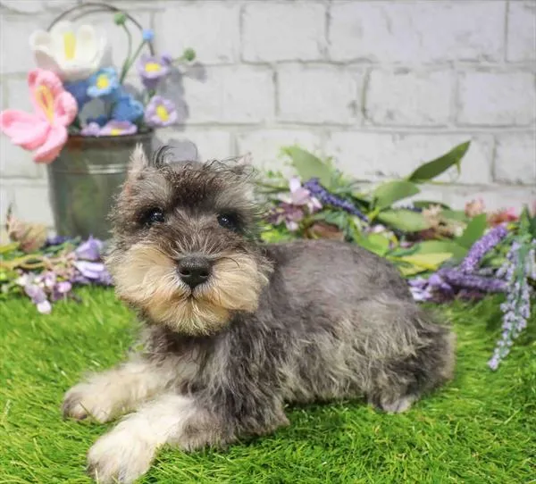 Female Mini Schnauzer puppy for sale at Waggles Dayton.