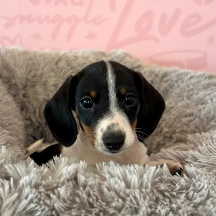 Female Dachshund puppy named Cookies N Cream for sale at Waggles Dayton.