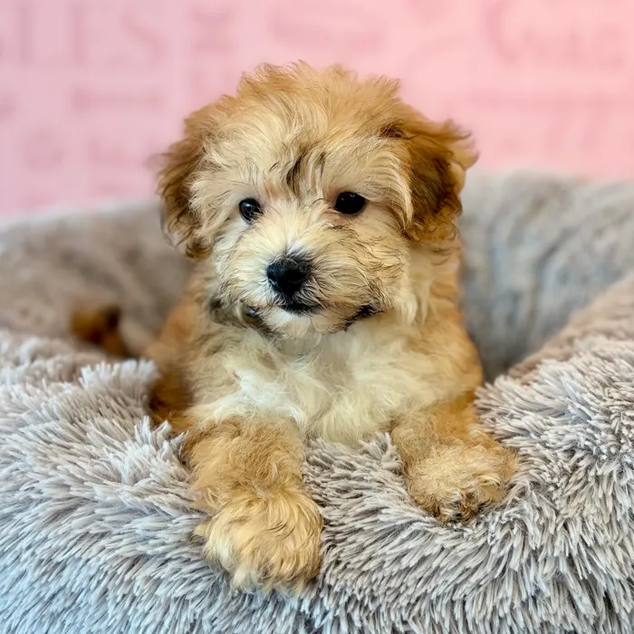 Male Yochon puppy named Drizzy for sale at Waggles Dayton.