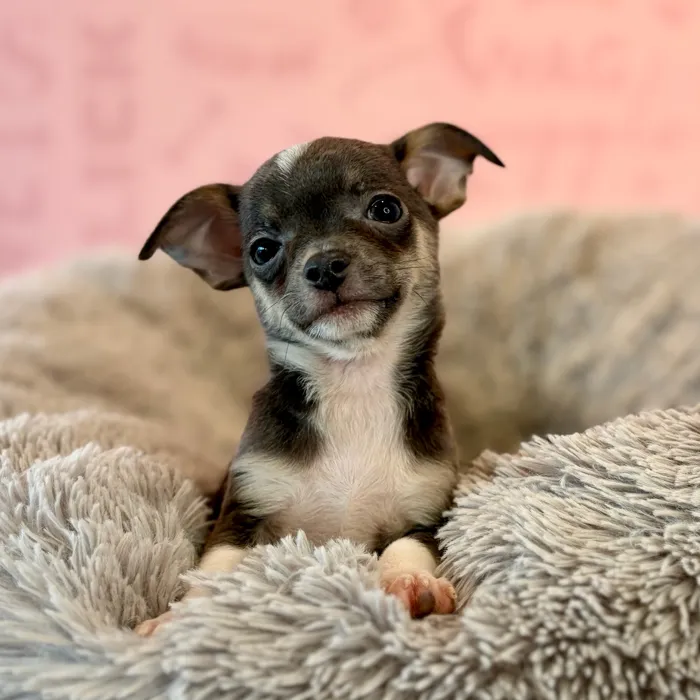 Male Chihuahua puppy named Peewee for sale at Waggles Dayton.