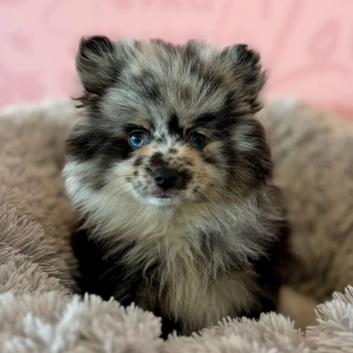 Female Pomeranian puppy named Rocky Road for sale at Waggles Dayton.