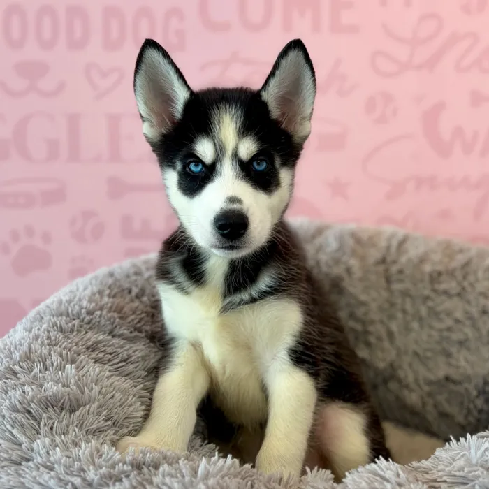 Female Siberian Husky puppy named Mystic for sale at Waggles Dayton.