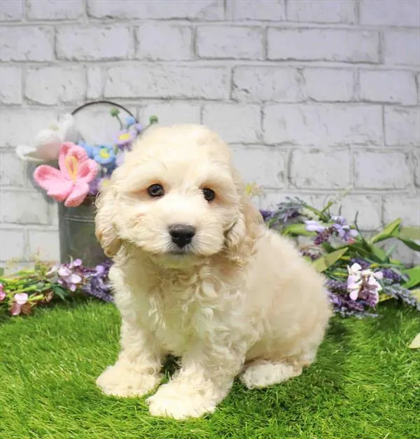 Male Cockachon puppy for sale at Waggles Dayton.