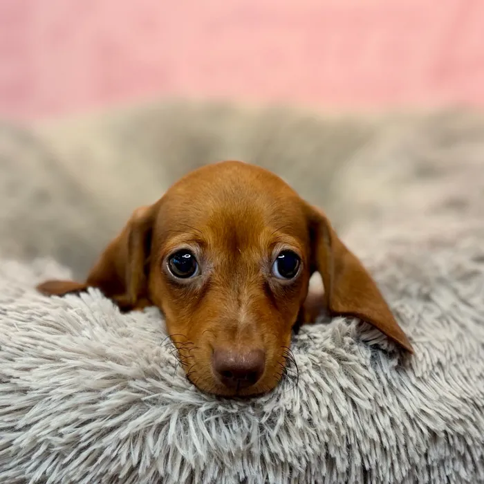 Female Dachshund puppy named Brie for sale at Waggles Dayton.