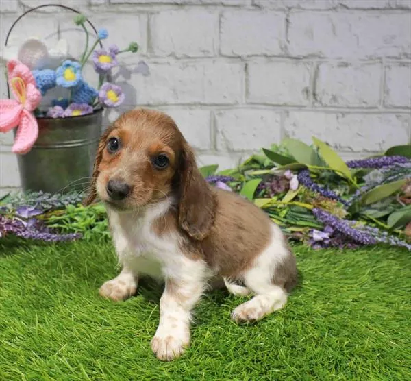 Male Dachshund puppy named Cheddar for sale at Waggles Dayton.