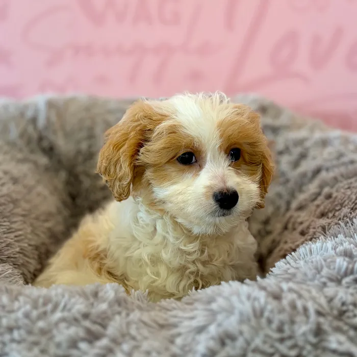 Female Mini Goldendoodle 2Nd Gen puppy named Banana Split for sale at Waggles Dayton.