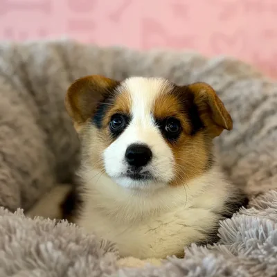 Female Pembroke Welsh Corgi puppy named Mushroom for sale at Waggles Dayton.