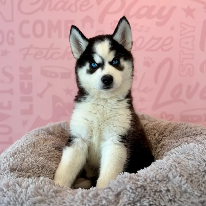 Female Siberian Husky puppy named Ice Cream Sandwich for sale at Waggles Dayton.