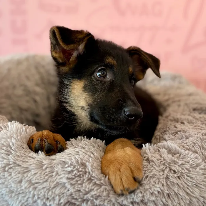 Female German Shepherd puppy named Brown Sugar for sale at Waggles Dayton.