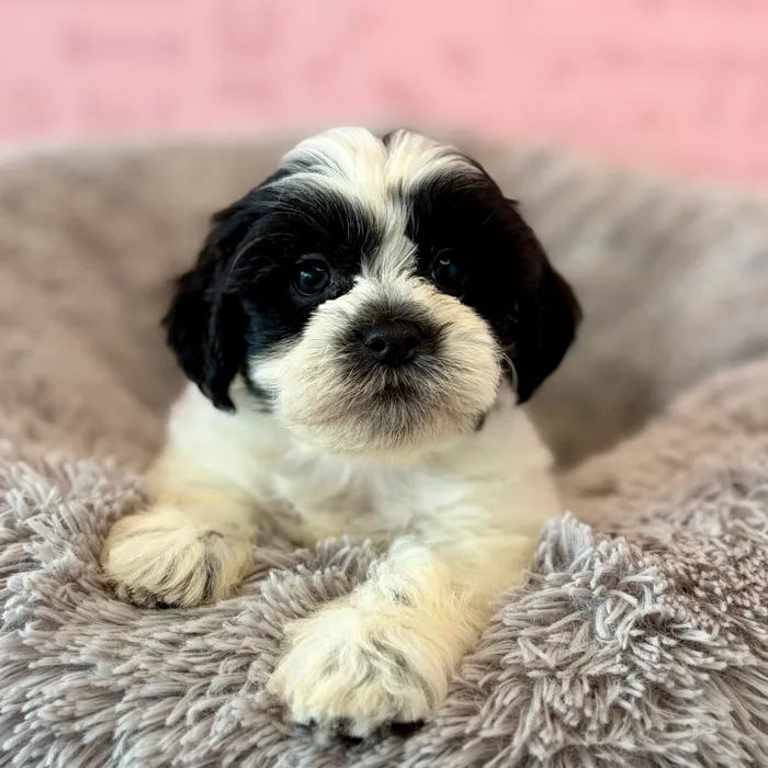 Female Teddy Bear puppy named Toddy for sale at Waggles Dayton.