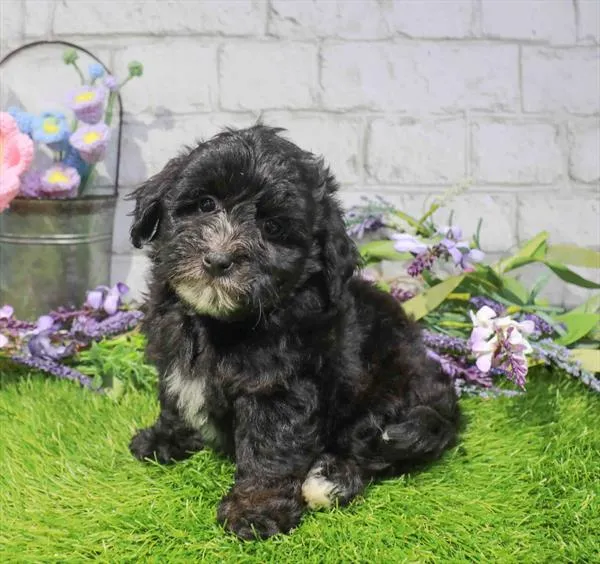 Female 2Nd Gen Mini Bernadoodle puppy for sale at Waggles Dayton.