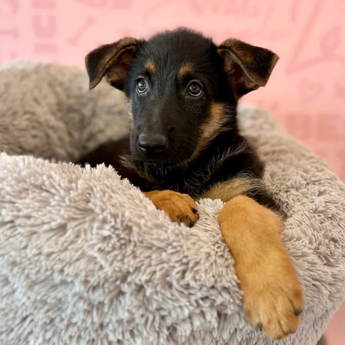 Female German Shepherd puppy named Brown Sugar for sale at Waggles Dayton.