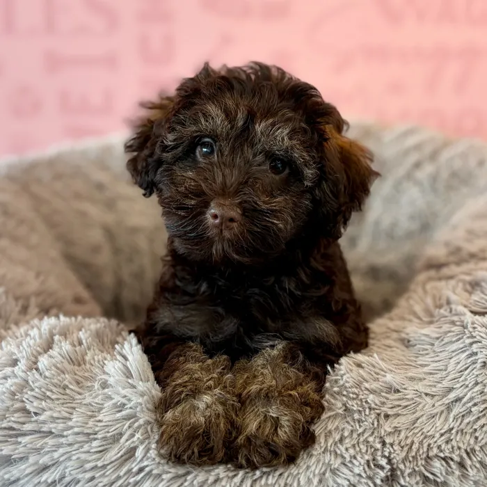 Male Schnoodle puppy named Cardigan for sale at Waggles Dayton.