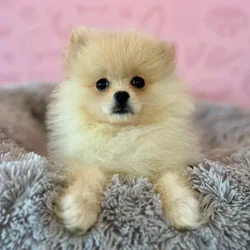 Male Pomeranian puppy named Butter Pecan for sale at Waggles Dayton.
