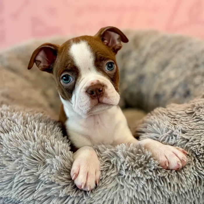 Male Boston Terrier puppy named Boots for sale at Waggles Dayton.