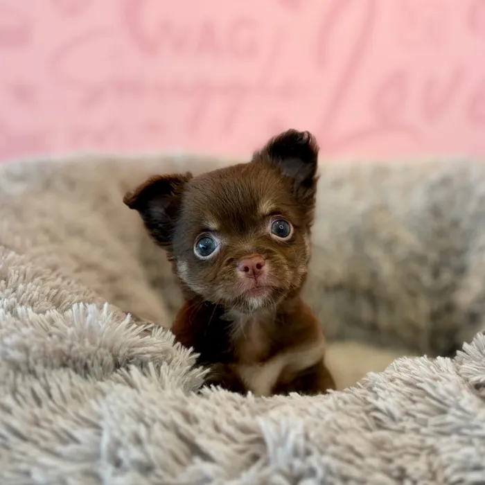 Female Chihuahua puppy named Betsy for sale at Waggles Dayton.