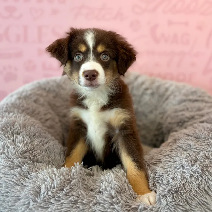 Male Mini Aussie puppy named Juniper for sale at Waggles Dayton.