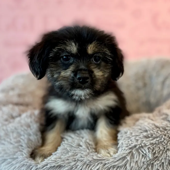Female Shih Tzu-Pom puppy named Chesnut for sale at Waggles Dayton.