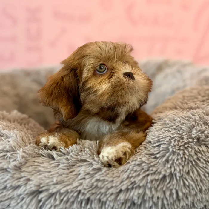 Female Lhasa Apso puppy named Honey for sale at Waggles Dayton.