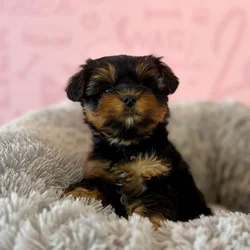 Female Yorkie puppy named Brownie Sundae for sale at Waggles Dayton.