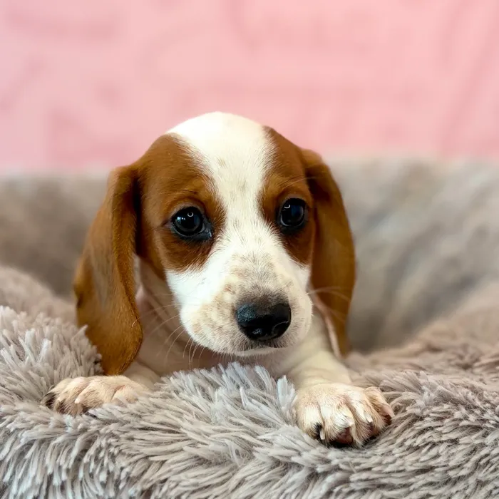 Male Dachshund puppy named Major for sale at Waggles Dayton.