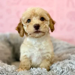Female Poodle puppy named Caramel for sale at Waggles Dayton.