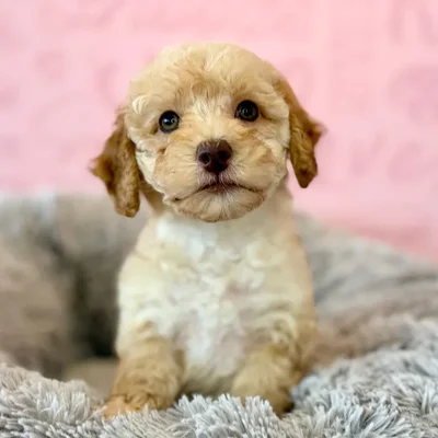 Female Poodle puppy named Caramel for sale at Waggles Dayton.