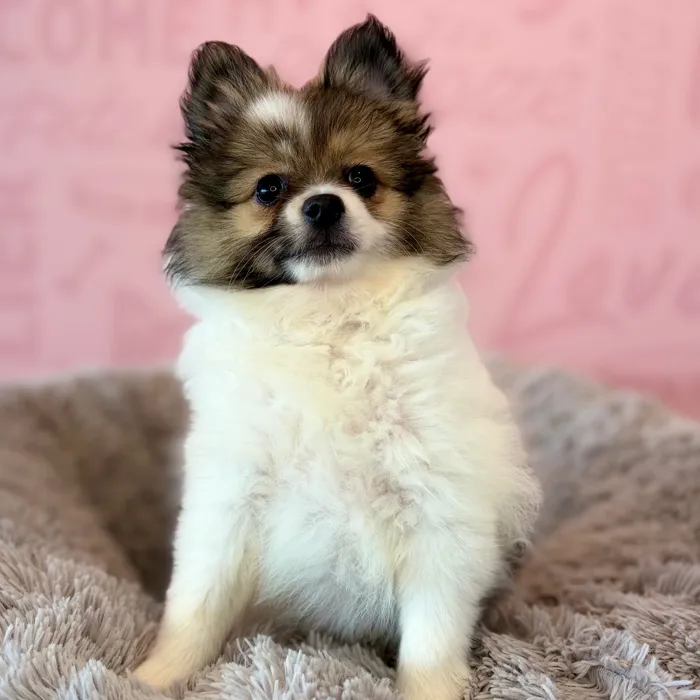 Female Pomeranian puppy named Spritz for sale at Waggles Dayton.