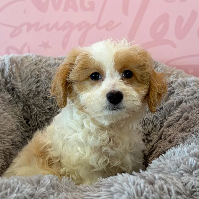 Female Mini Goldendoodle 2Nd Gen puppy named Banana Split for sale at Waggles Dayton.