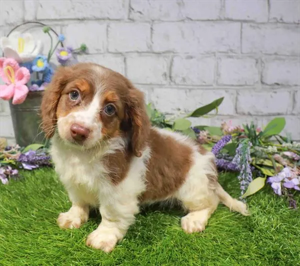 Female Dachshund puppy named Coco for sale at Waggles Dayton.