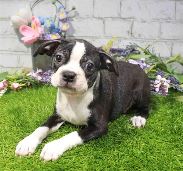 Male Boston Terrier puppy for sale at Waggles Dayton.