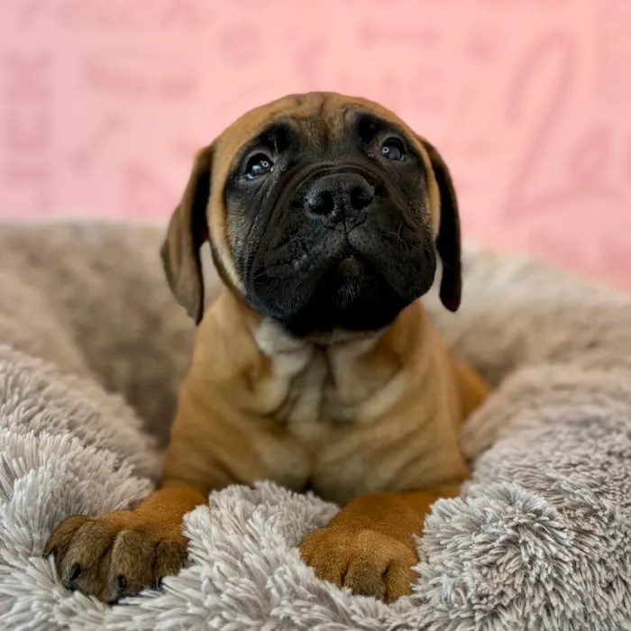 Male Bullmastiff puppy named Uncle Sam for sale at Waggles Dayton.