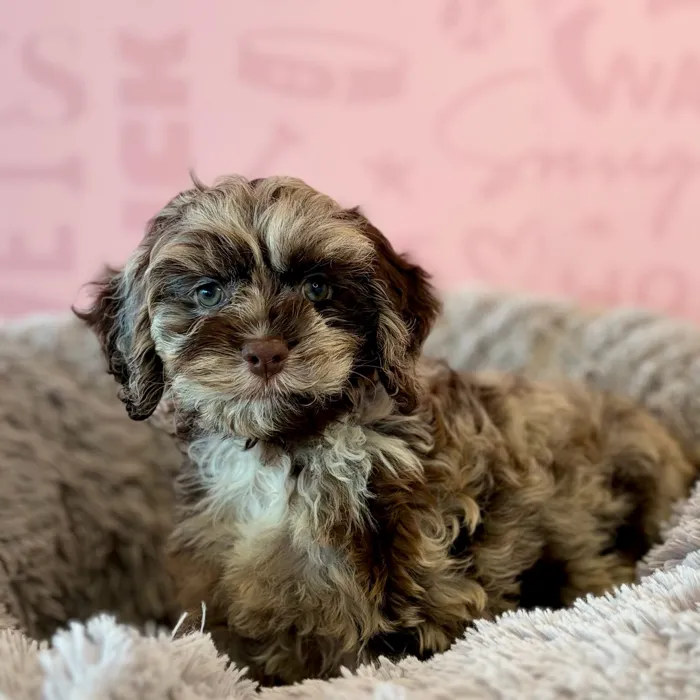 Female Cockapoo puppy named Cider for sale at Waggles Dayton.