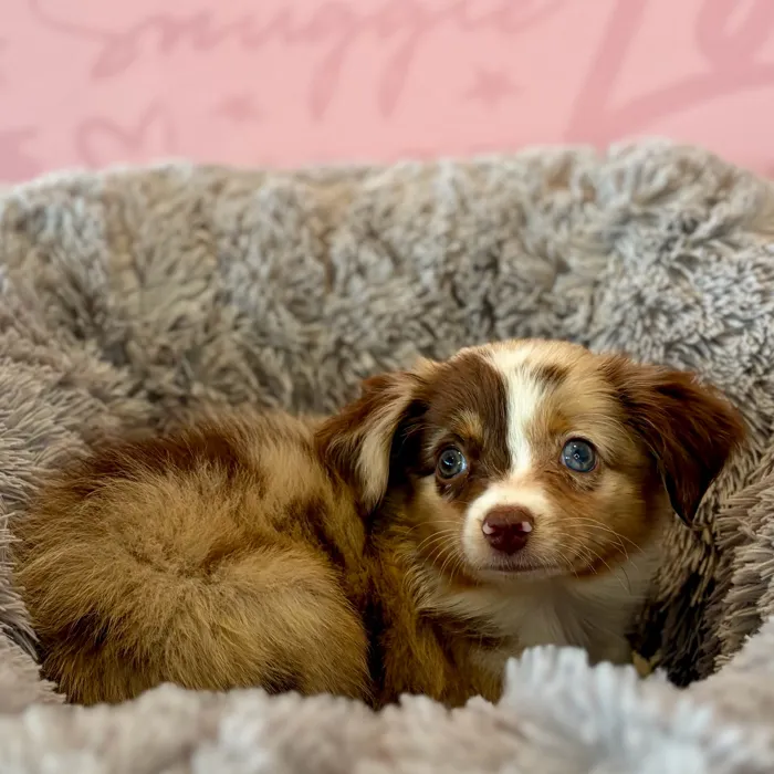 Female Mini Aussie puppy named Dilly Bar for sale at Waggles Dayton.