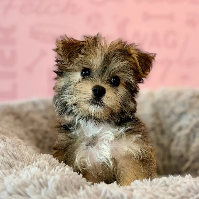 Male Havashire puppy named Franklin for sale at Waggles Dayton.