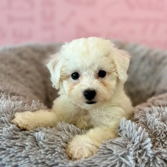 Male Bichon puppy named Rory for sale at Waggles Dayton.