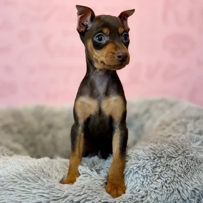 Male Min Pin puppy named Pico for sale at Waggles Dayton.