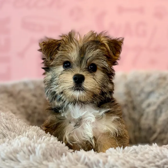 Male Havashire puppy named Franklin for sale at Waggles Dayton.