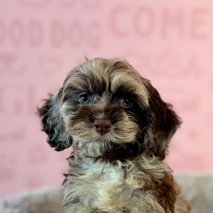 Female Cockapoo puppy named Cider for sale at Waggles Dayton.