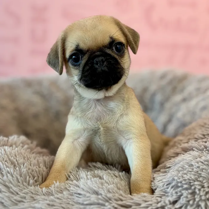 Female Pug puppy named Polly for sale at Waggles Dayton.