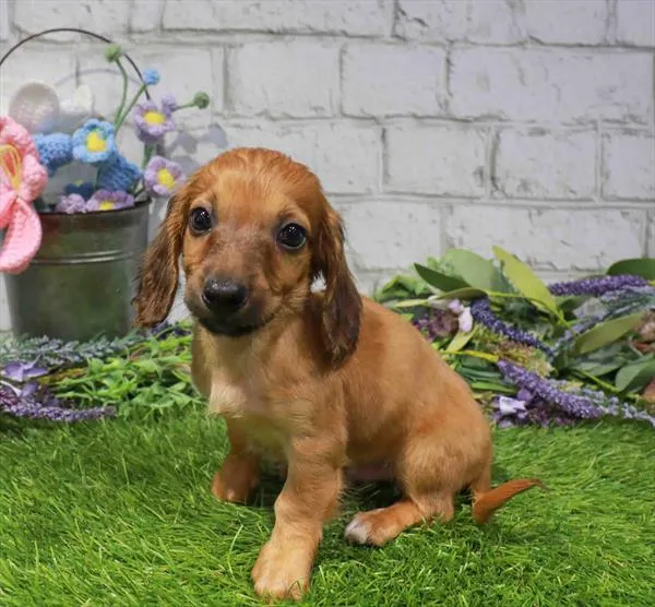 Male Dachshund puppy named Monterey Jack for sale at Waggles Dayton.