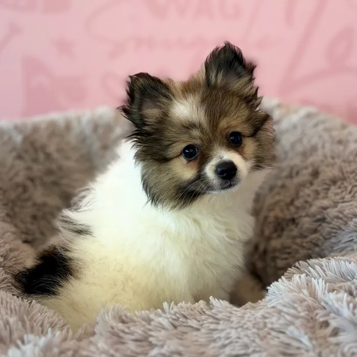 Female Pomeranian puppy named Spritz for sale at Waggles Dayton.