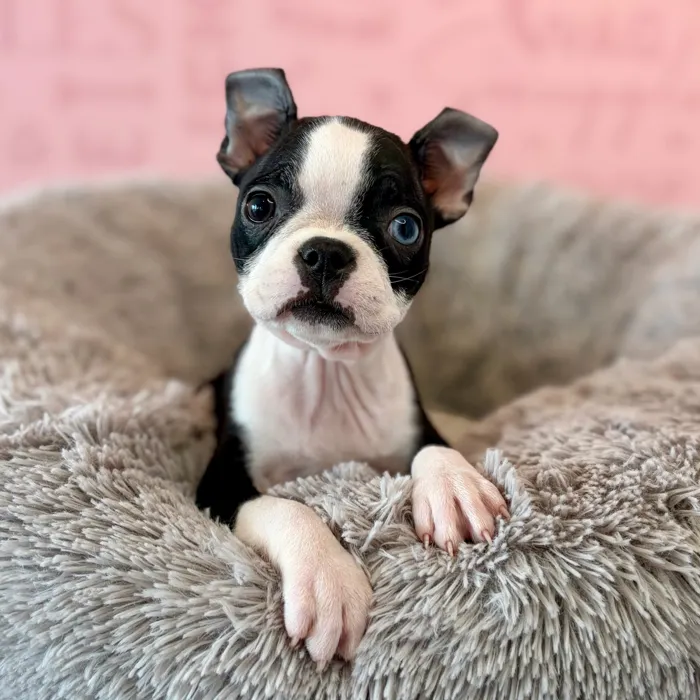 Female Boston Terrier puppy named Latte for sale at Waggles Dayton.