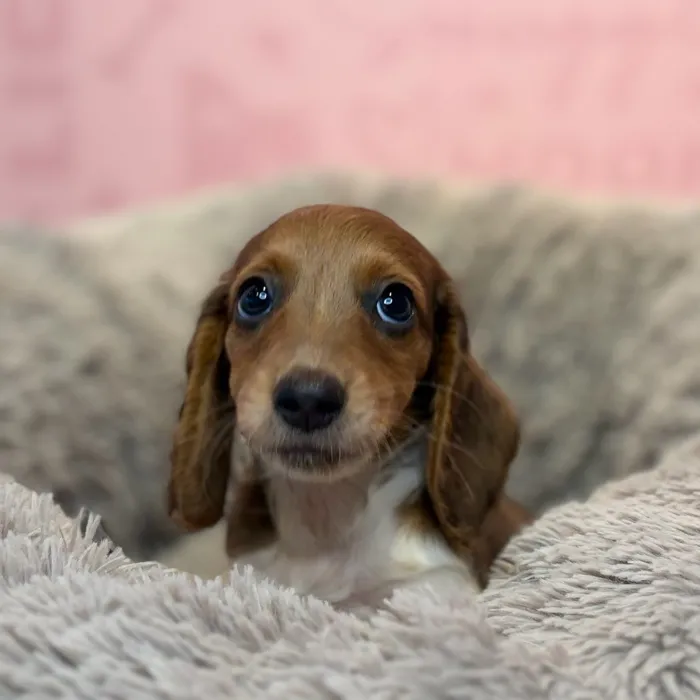 Male Dachshund puppy named Cheddar for sale at Waggles Dayton.