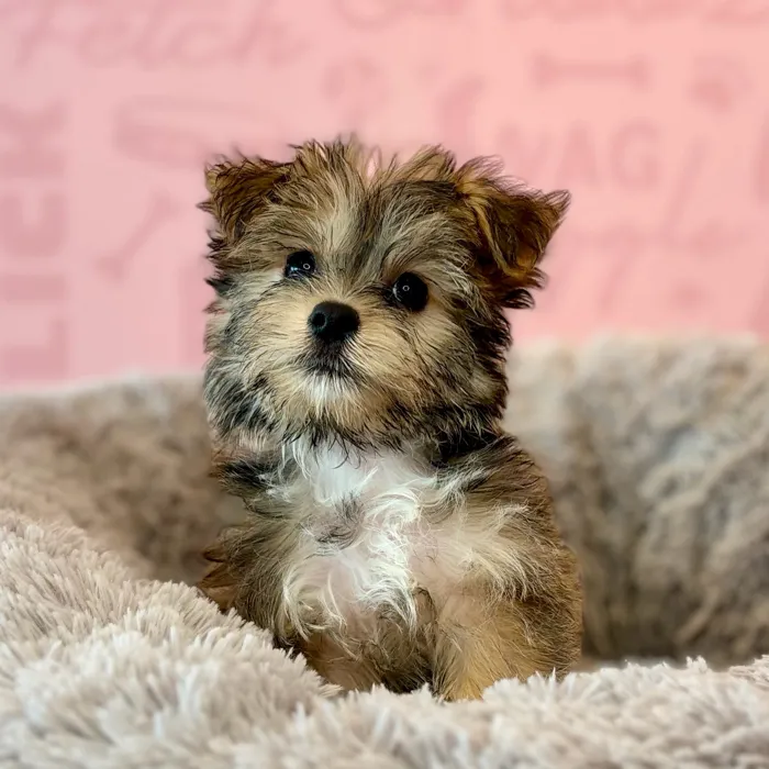 Male Havashire puppy named Franklin for sale at Waggles Dayton.