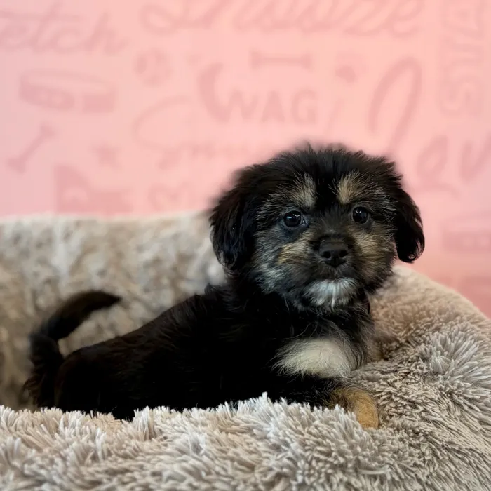 Female Shih Tzu-Pom puppy named Chesnut for sale at Waggles Dayton.